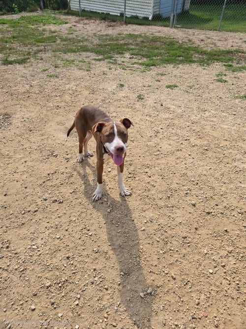 Photo of Brutus, adoptable Labrador Retriever in Maquoketa, Iowa