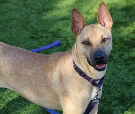 Photo of Sandy, adoptable Terrier in Martinez, California