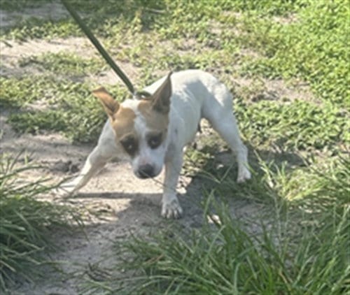 Photo of Cherry, adoptable Chihuahua in Palmetto, Florida