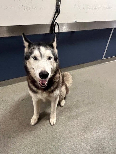 Photo of Max, adoptable Siberian Husky in Miami, Florida