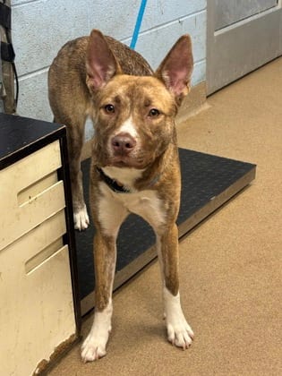 Photo of Everly, adoptable dog in Chamblee, Georgia