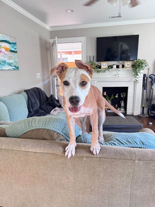 Photo of Lindy, adoptable Terrier in Greenville, South Carolina