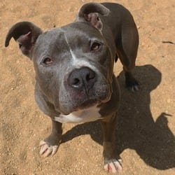 Photo of Otis 7530, adoptable American Pit Bull Terrier in Loxahatchee, Florida