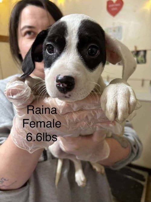 Photo of Johnson Rs : Raina, adoptable Boxer in Aurora, Indiana