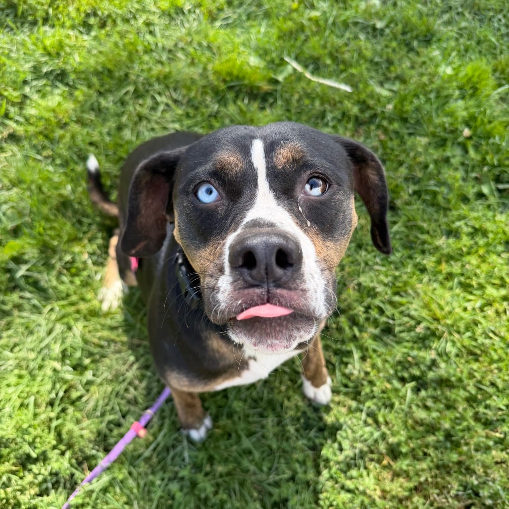 Photo of Windy, adoptable Mixed Breed (Medium) / Terrier, Pit Bull in Riverwoods, Illinois