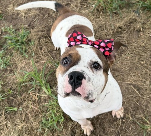 Photo of Daisy, adoptable Staffordshire Bull Terrier in Houston, Texas