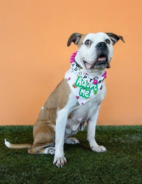 Photo of Clementine, adoptable American Bulldog in Miami, Florida