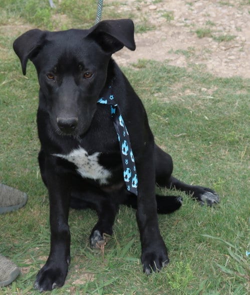 Photo of Kota, adoptable Labrador Retriever in Bandera, Texas