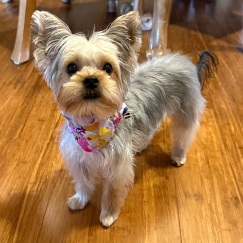 Photo of A Luci, adoptable Yorkshire Terrier Yorkie in Allentown,, Pennsylvania