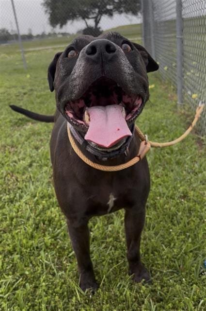 Photo of Bella, adoptable Staffordshire Bull Terrier in Rosenberg, Texas