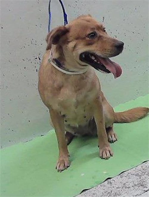Photo of A2095967, adoptable Labrador Retriever in Houston, Texas