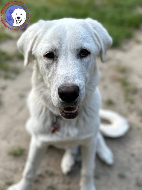 Photo of Colette, adoptable Great Pyrenees in Spring, Texas