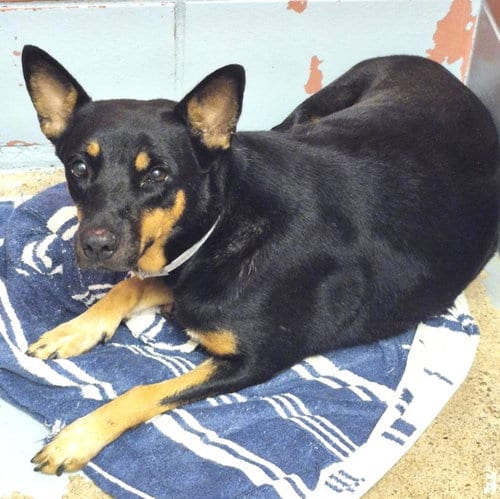 Photo of Fergie, adoptable Australian Kelpie in Houston, Texas