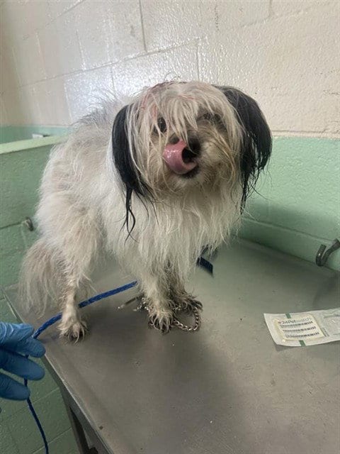 Photo of Bridgette, adoptable Shih Tzu in Sacramento, California