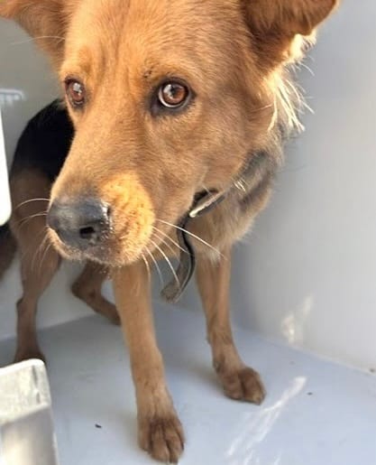 Photo of Senior German Shepherd Dog mix, adoptable German Shepherd Dog mix in Houston, Texas