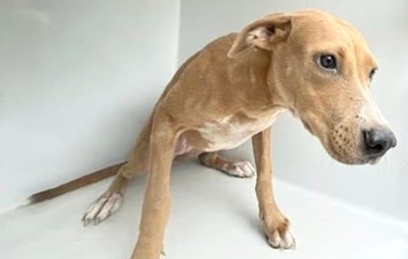Photo of Senior Staffordshire Bull Terrier mix, adoptable Staffordshire Bull Terrier mix in Houston, Texas