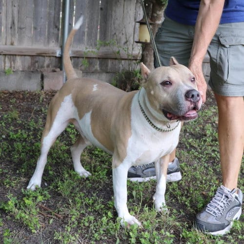 Photo of Leo, adoptable American Pit Bull Terrier in San Antonio, Texas