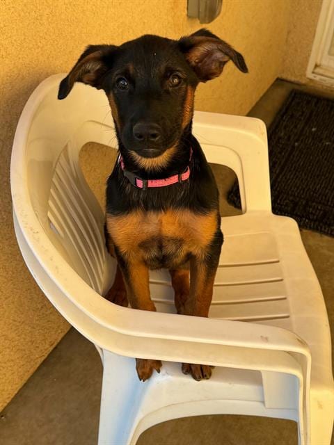 Photo of Alli, adoptable German Shepherd Dog in Visalia, California