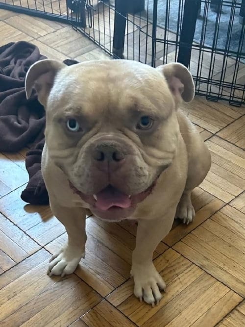 Photo of Simba, adoptable Bulldog in Los Angeles, California
