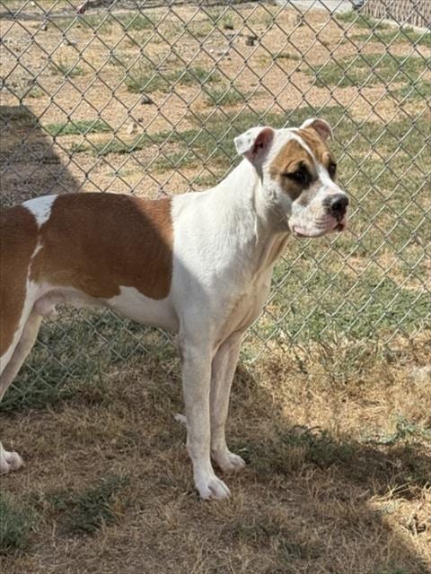 Photo of Boat, adoptable Pit Bull Terrier in Killeen, Texas