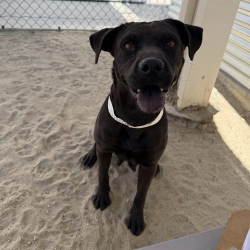 Photo of Lois, adoptable Pit Bull Terrier in Thousand Palms, California