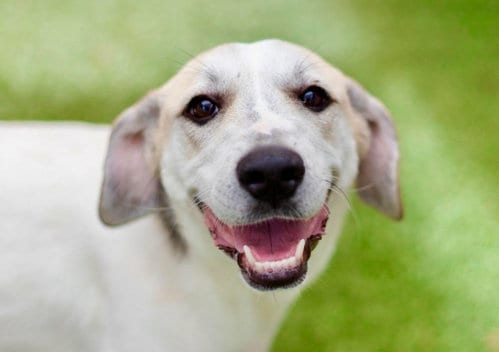 Photo of Pandora, adoptable Great Pyrenees in Canton, Connecticut