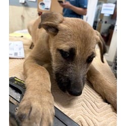 Photo of Joey, adoptable Terrier (Unknown Type, Medium) in Jurupa Valley, California