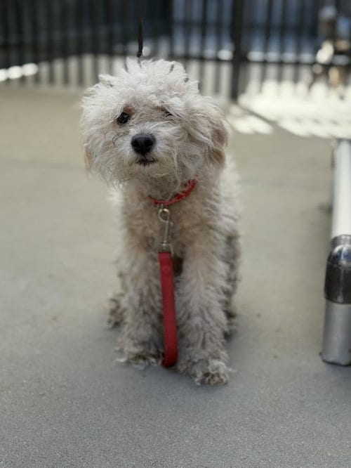 Photo of Hector, adoptable Poodle (Miniature) in Santa Maria, California