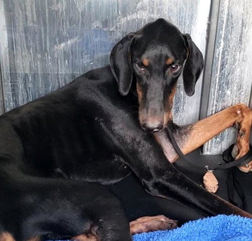 Photo of Thor, adoptable Doberman Pinscher in San Antonio, Texas
