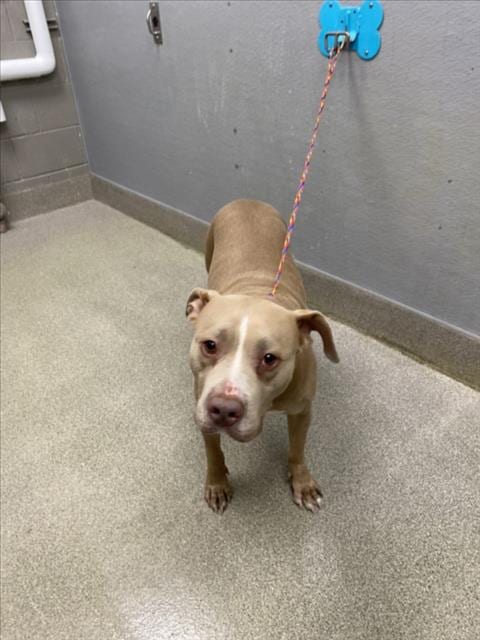 Photo of Nina, adoptable Pit Bull Terrier in Las Vegas, Nevada