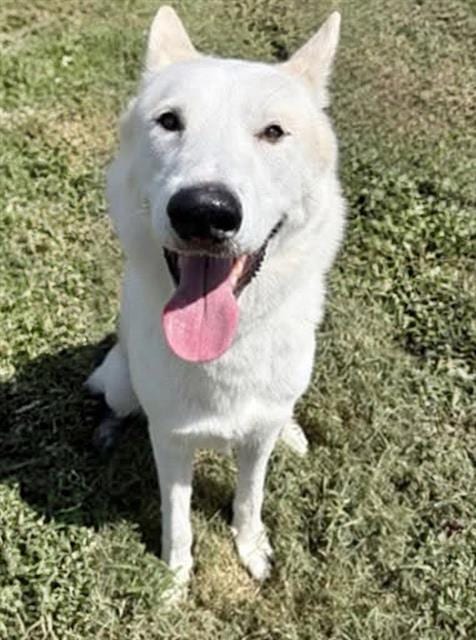 Photo of Sven, adoptable German Shepherd Dog in Houston, Texas