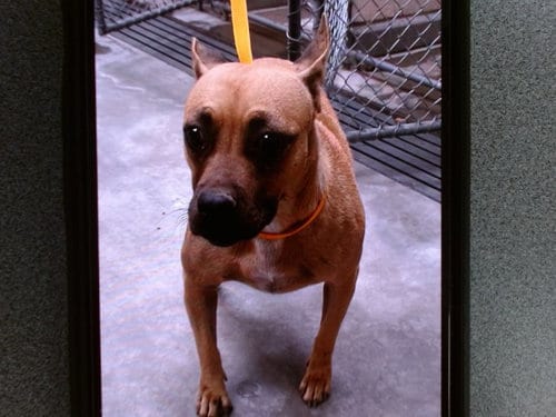 Photo of Nancy, adoptable American Pit Bull Terrier in Albuquerque, New Mexico