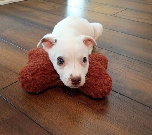 Photo of June, adoptable Jack Russell Terrier in Ball Ground, Georgia