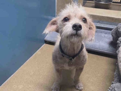 Photo of Briar, adoptable Terrier in Carlsbad, California