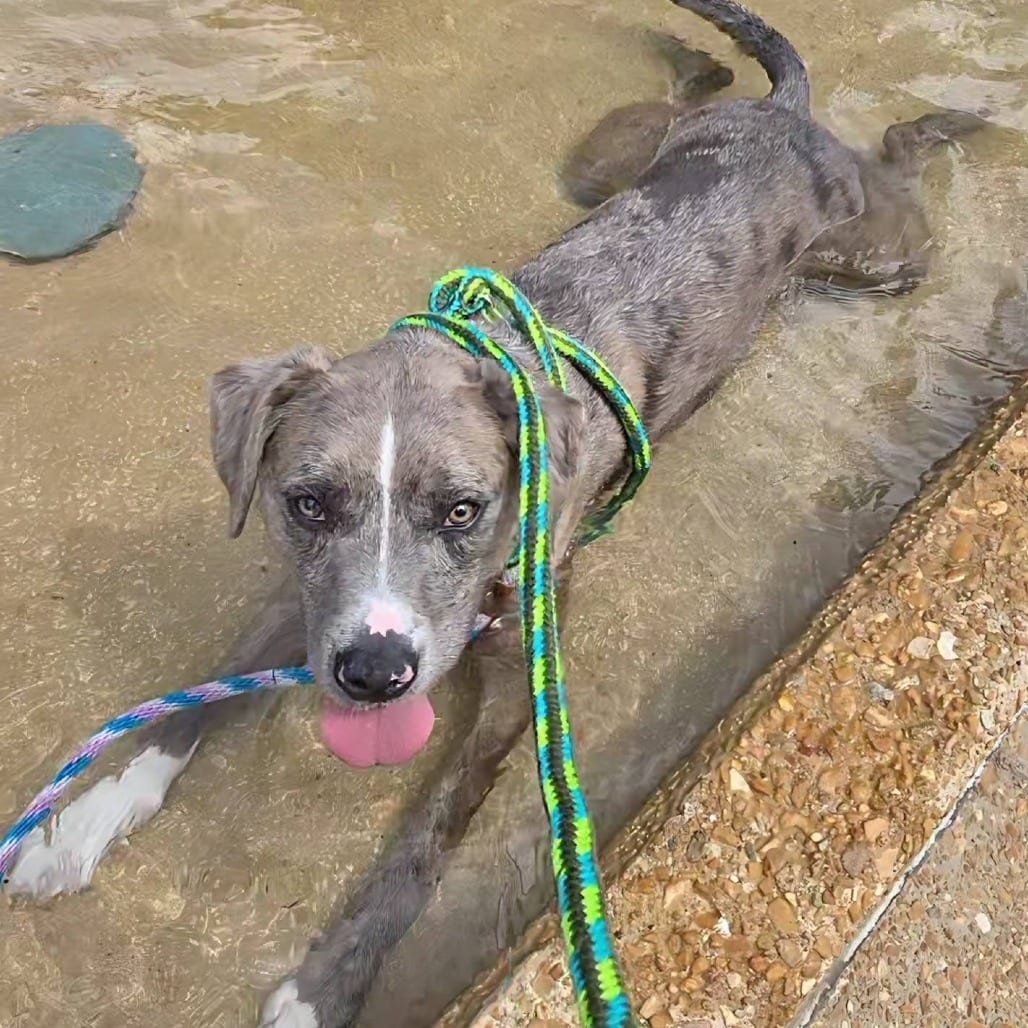 Photo of Mikado (Yellow pup), adoptable Catahoula Leopard Dog / Mix in St. Louis, Missouri