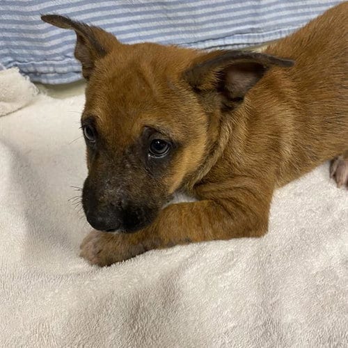 Photo of Rizzo, adoptable Belgian Shepherd Malinois in Modesto, California