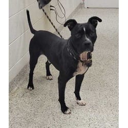 Photo of Bronny, adoptable American Pit Bull Terrier in Kansas City, Missouri
