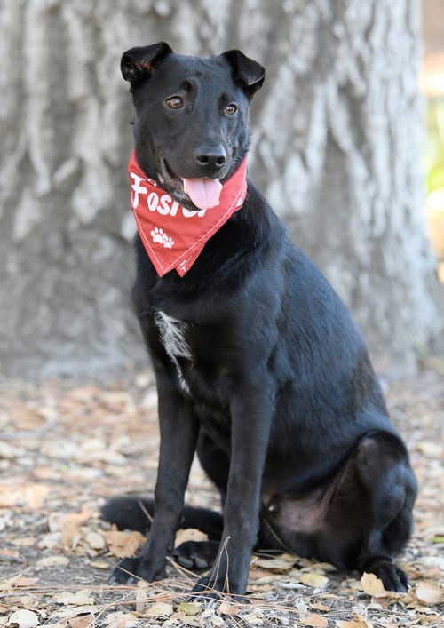 Photo of Asher, adoptable Border Collie in Dana Point, California