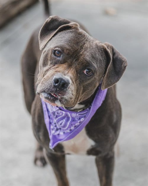 Photo of Jesse, adoptable Bulldog in Miami, Florida