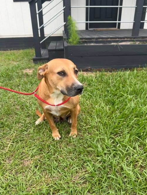 Photo of Ginger, adoptable Labrador Retriever in The Woodlands, Texas