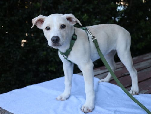 Photo of Rian, adoptable Labrador Retriever in Pflugerville, Texas