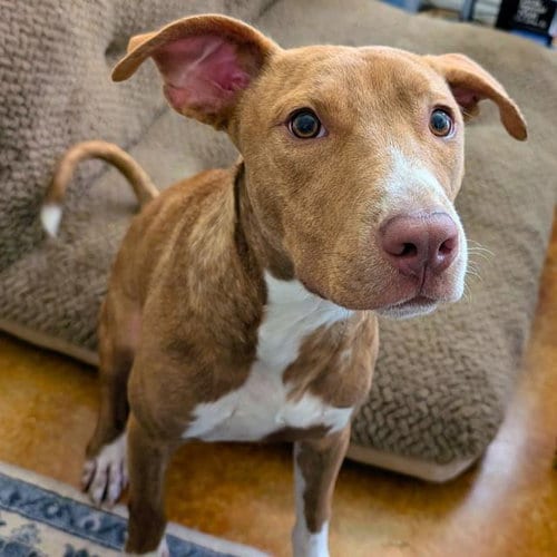 Photo of Luffy, adoptable American Staffordshire Terrier in San Antonio, Texas