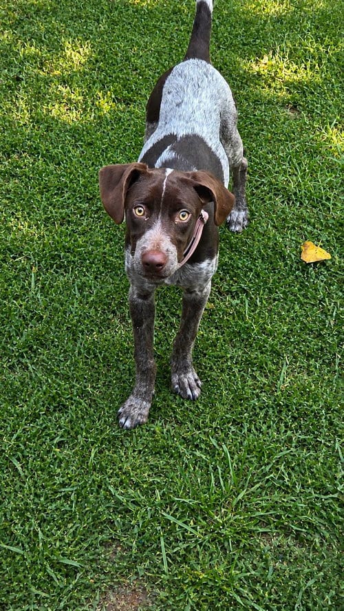 Photo of sprout, adoptable German Shorthaired Pointer in Oakhurst, New Jersey