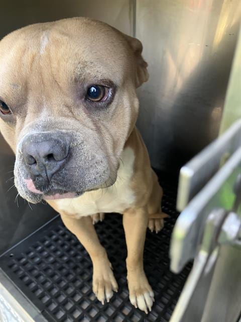 Photo of Bing, adoptable Pit Bull Terrier in Dallas, Texas
