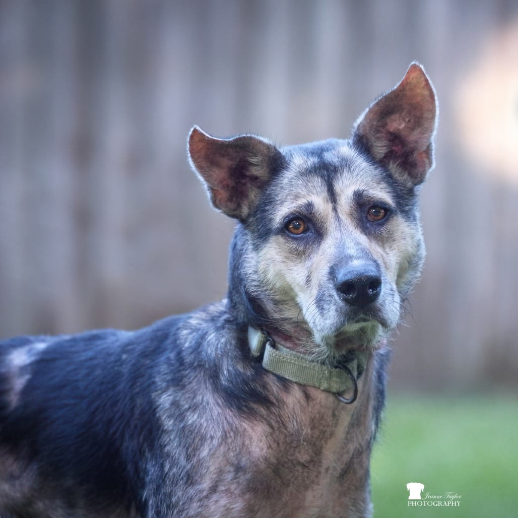 Photo of Wanda Werewolf, adoptable Shepherd in Summerville, South Carolina
