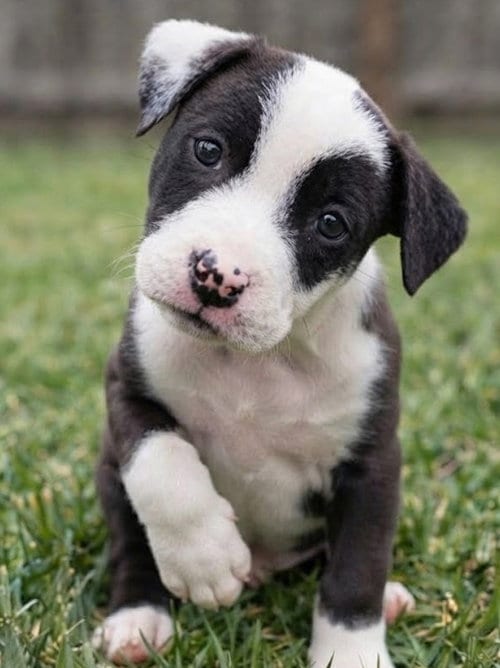 Photo of Mochi, adoptable Border Collie in Grovertown, Indiana