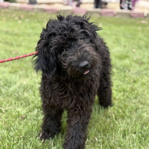 Photo of First, adoptable Poodle (unknown type) in Yardley, Pennsylvania