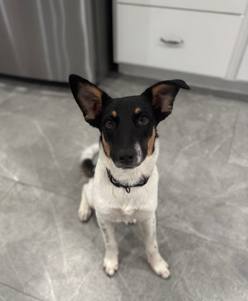 Photo of Graham, adoptable Border Collie in Texas