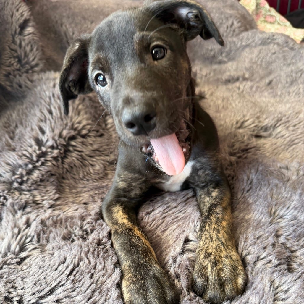 Photo of Fuji, adoptable Mixed Breed (Medium) in San Francisco, California