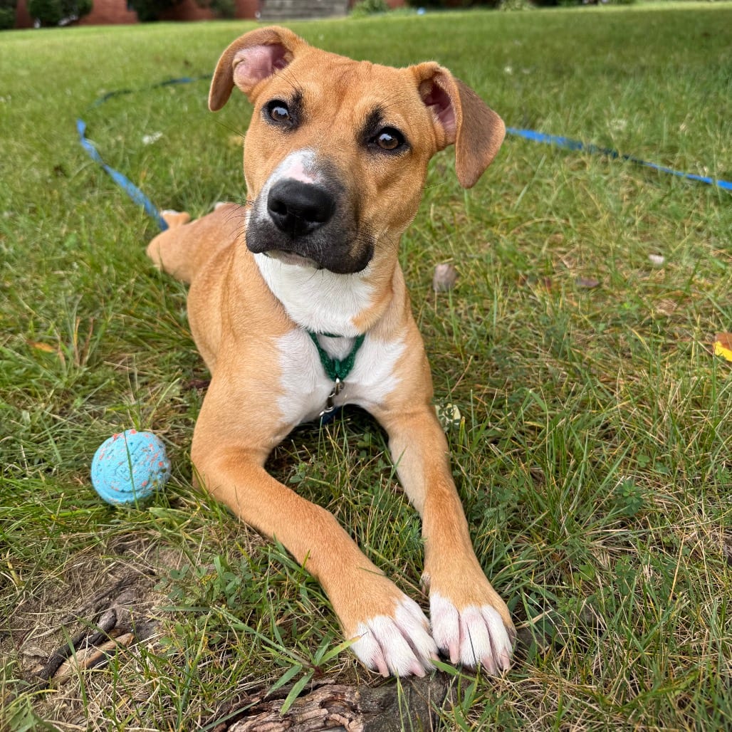 Photo of Shirley, adoptable Terrier, American Pit Bull in Greensboro, North Carolina